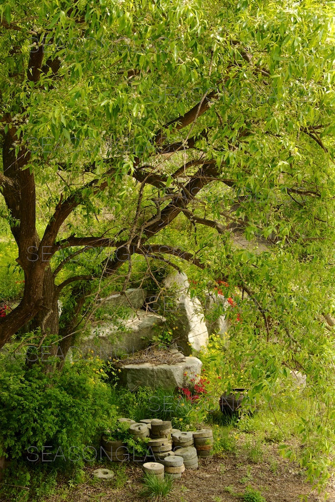 Woods in Spring