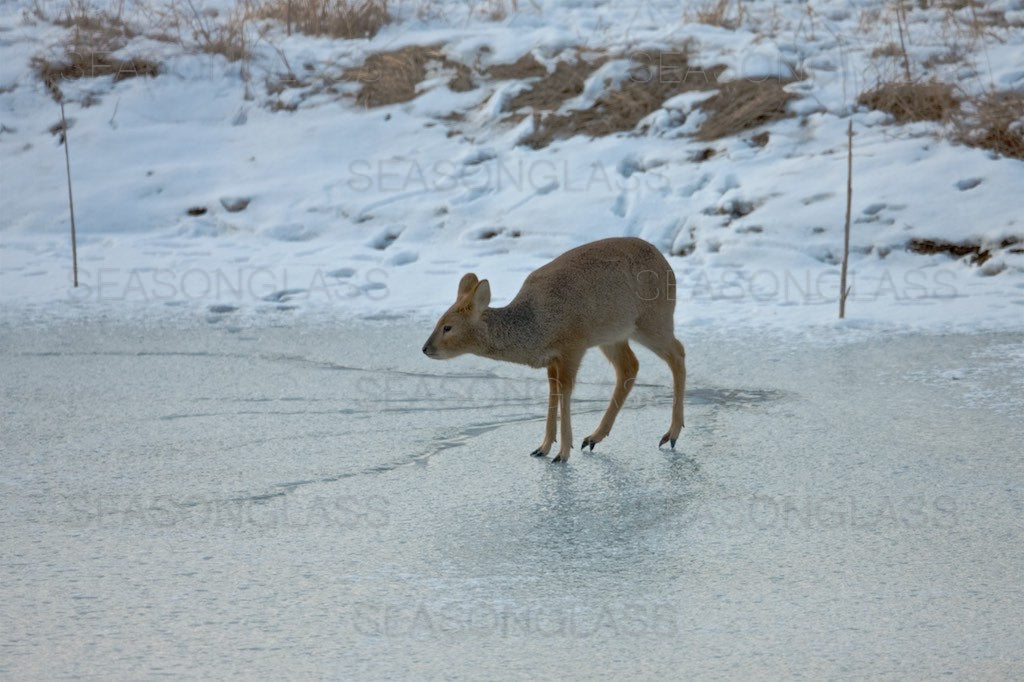 Water Deer