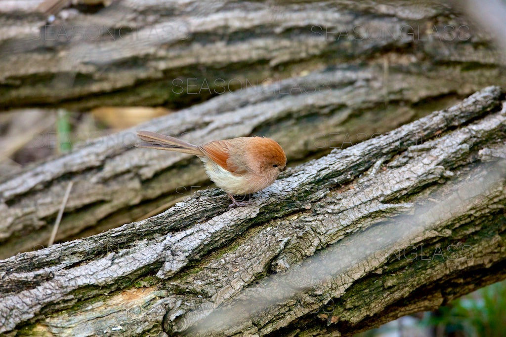 Vinous-throated Parrotbill