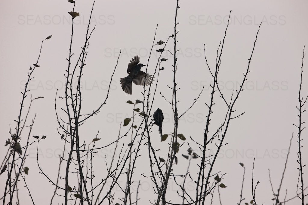 Brown-eared Bulbuls