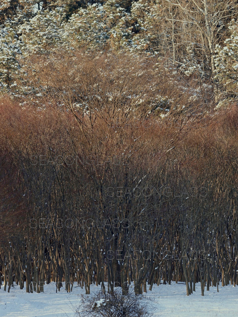 Woods in Winter