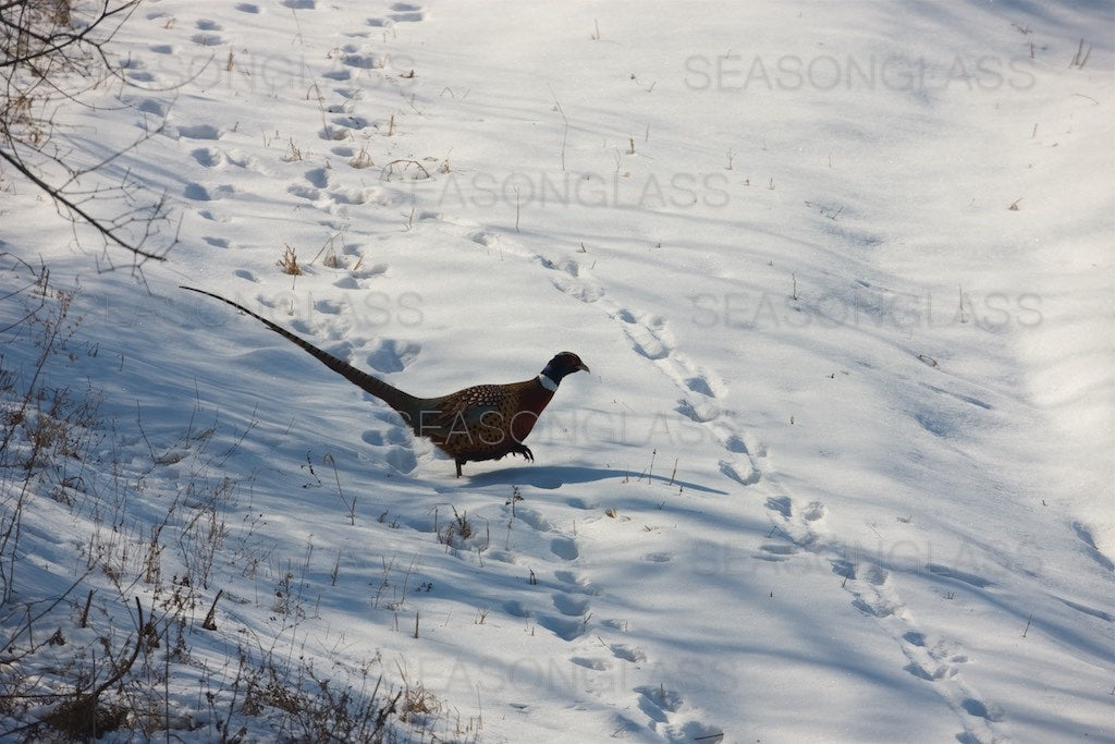 Cock Pheasant