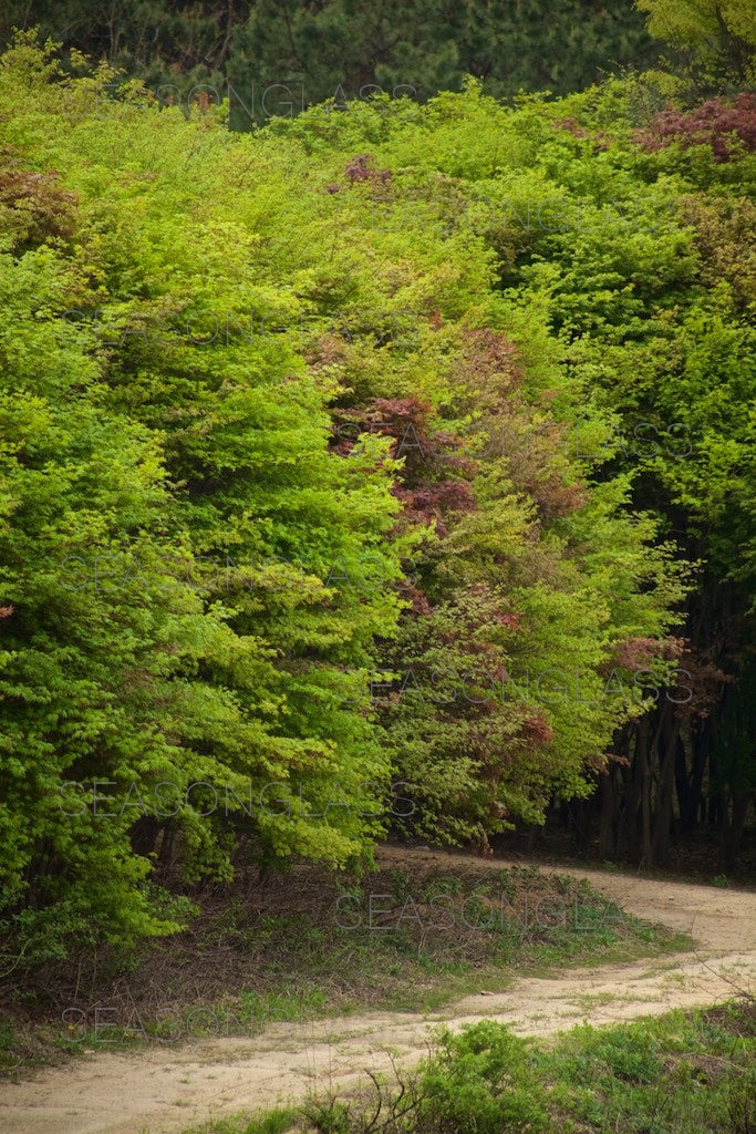 Maple Trees in Spring