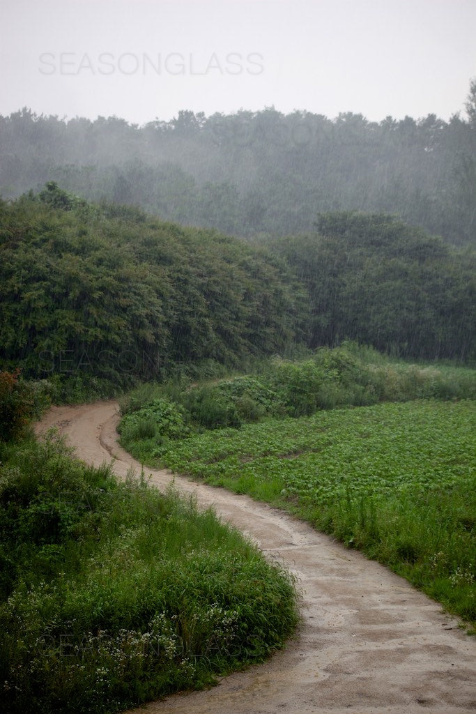 Woods in Summer Mist