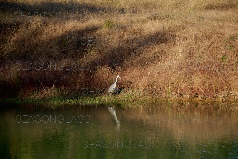 Grey Heron