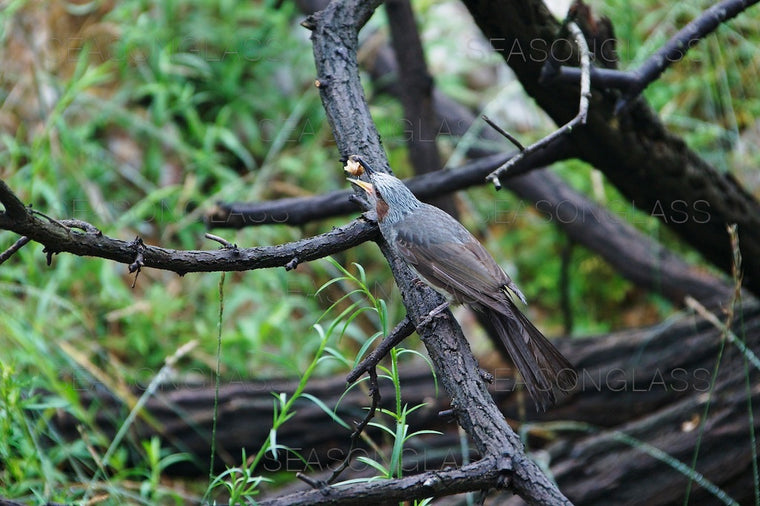 Brown-eared Bulbul