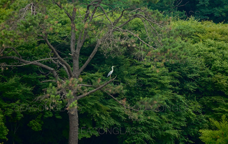 Grey Heron