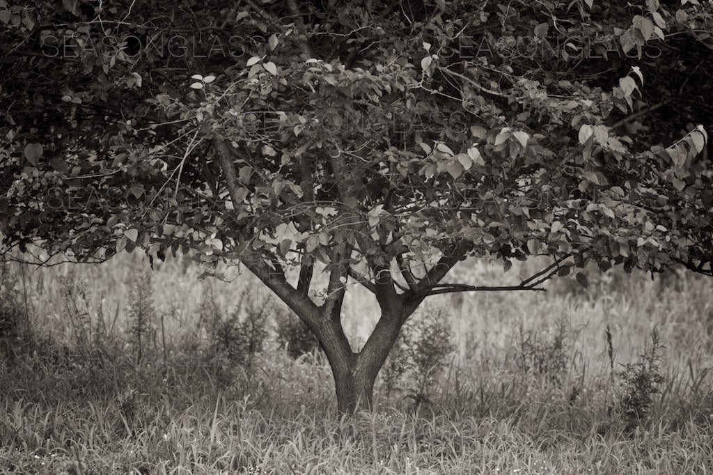 Mulberry Tree