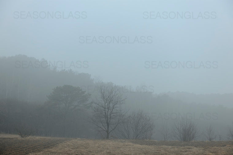 Woods in Winter Mist