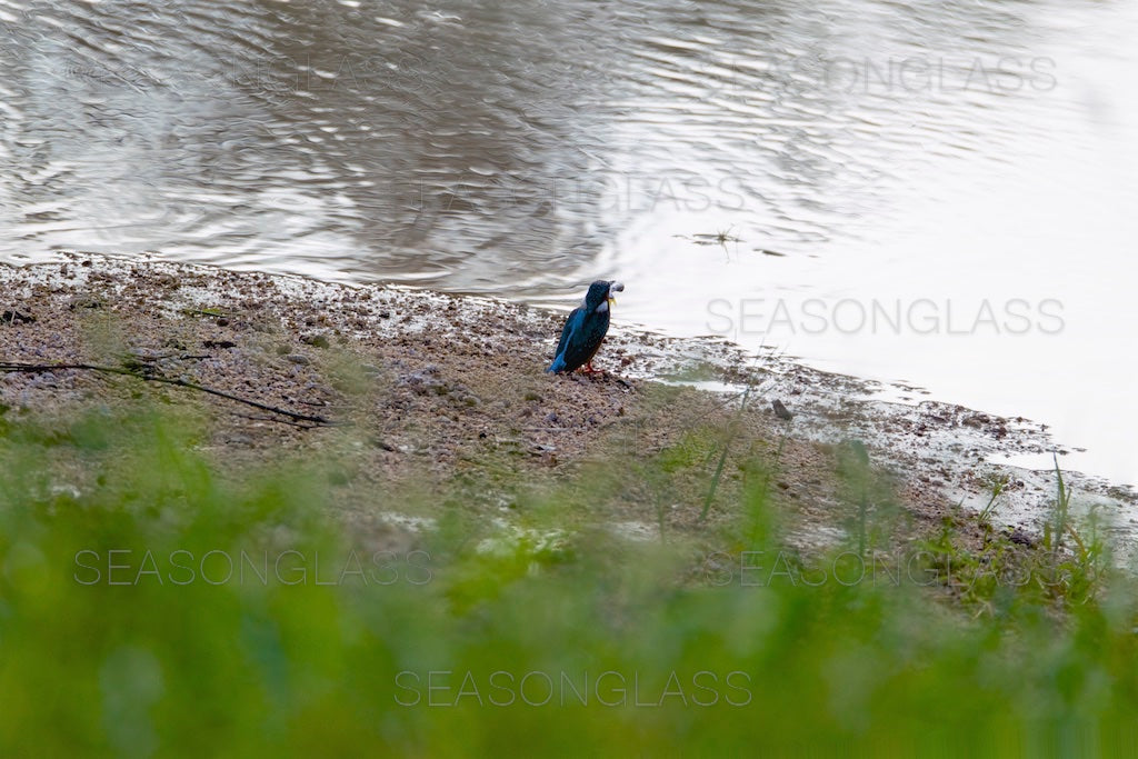 Common Kingfisher