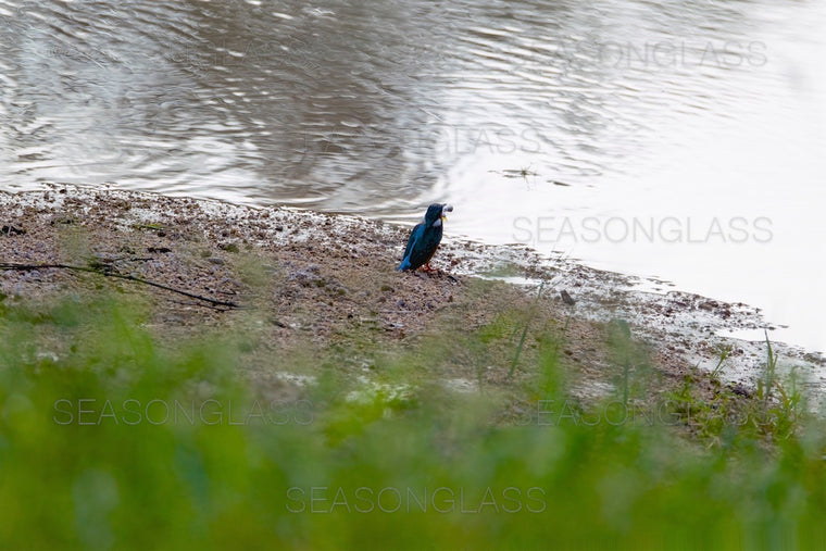 Common Kingfisher