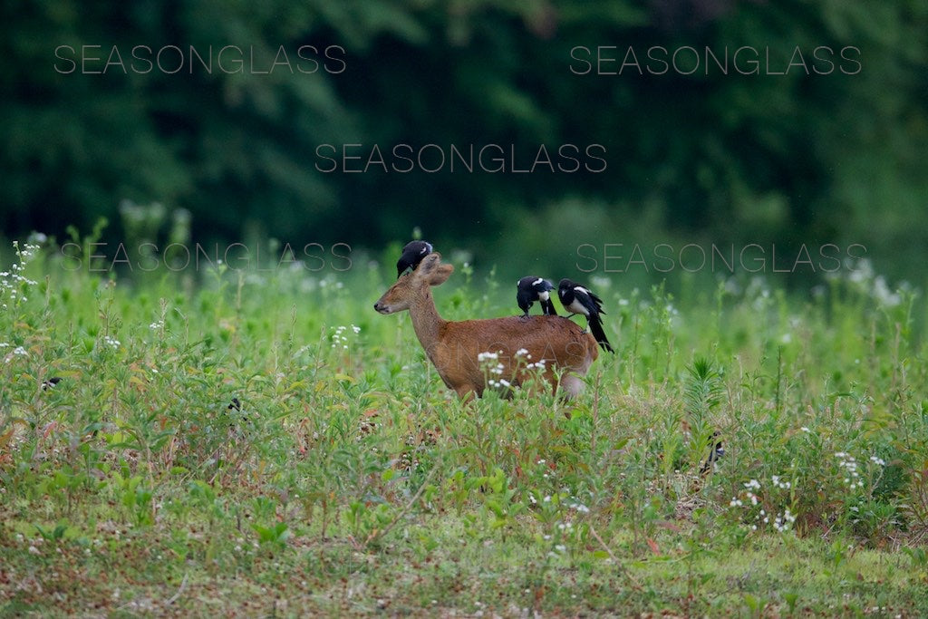 Magpies and Water Deer