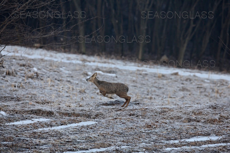 Water Deer
