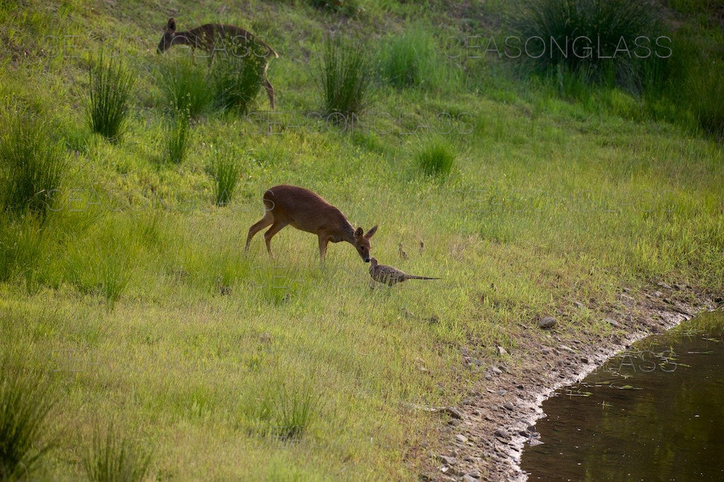 Water Deer and Pheasant