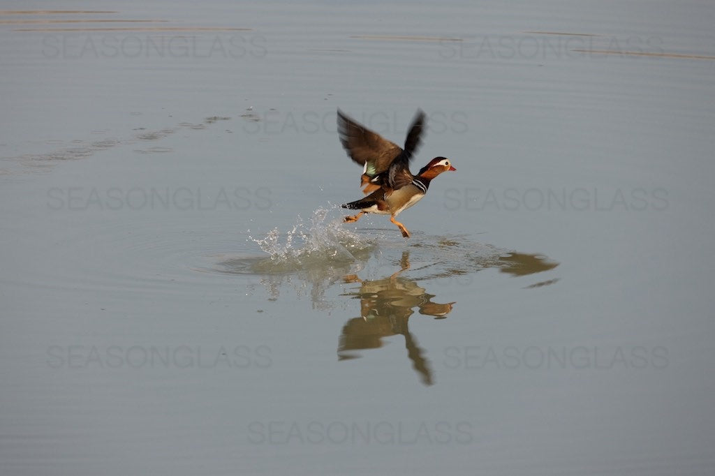 Mandarin Ducks