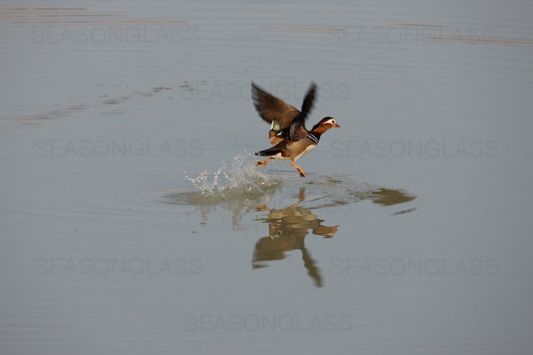 Mandarin Ducks