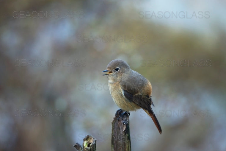Daurian Redstart