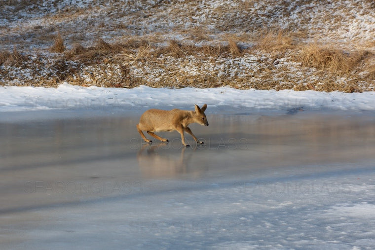 Water Deer on Frozen Pond