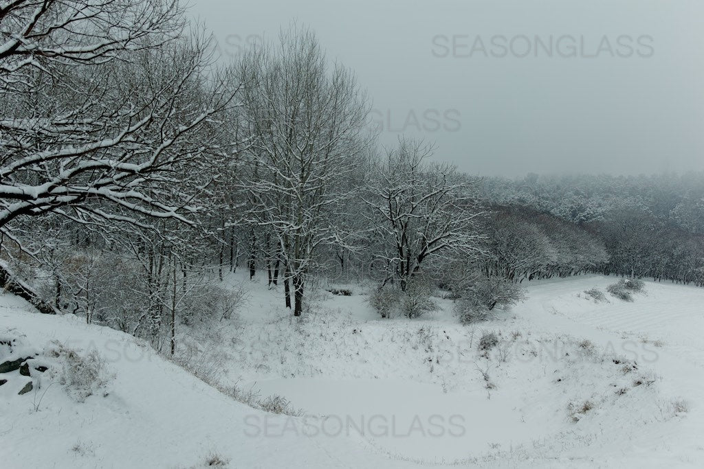 Woods in Winter