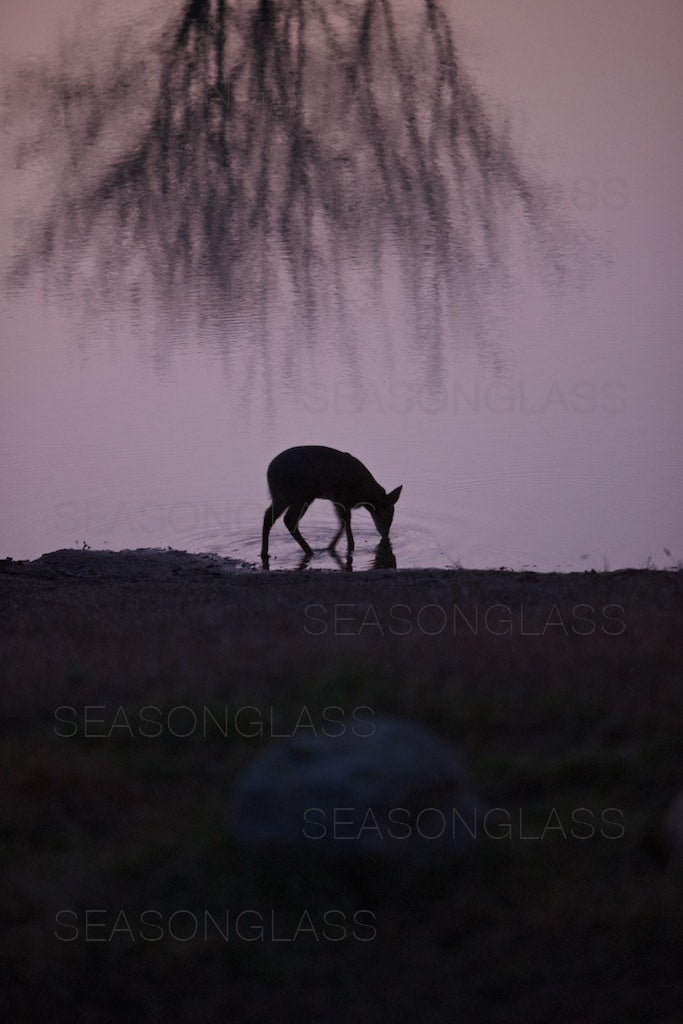 Water Deer