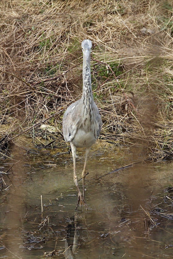 Grey Heron