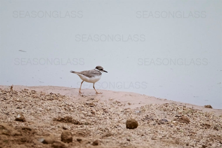 Long-billed Plover