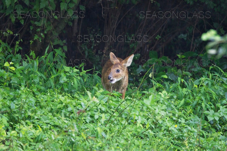 Water Deer