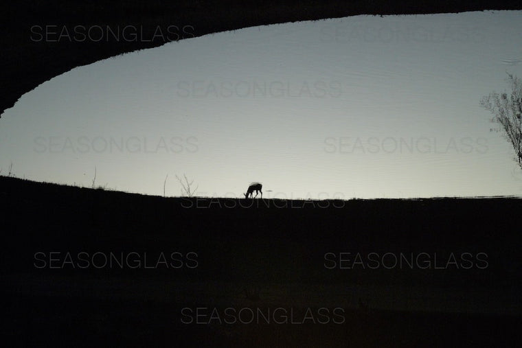 Water Deer Reflection