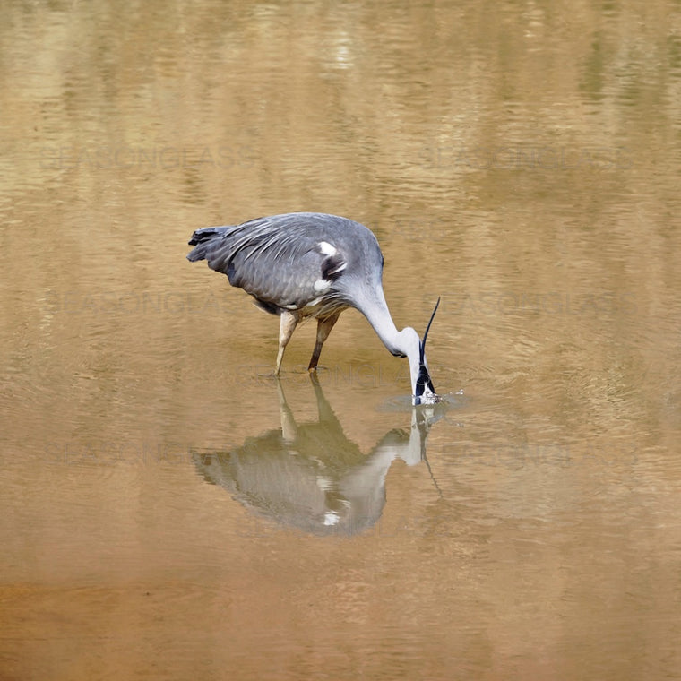 Grey Heron