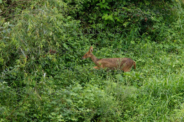 Water Deer