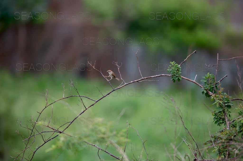 Tree Sparrow