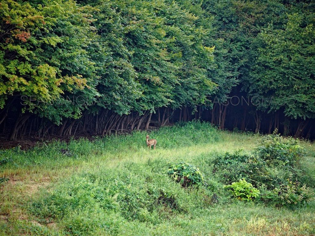 Water Deer