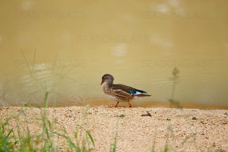 Male Mandarin Duck