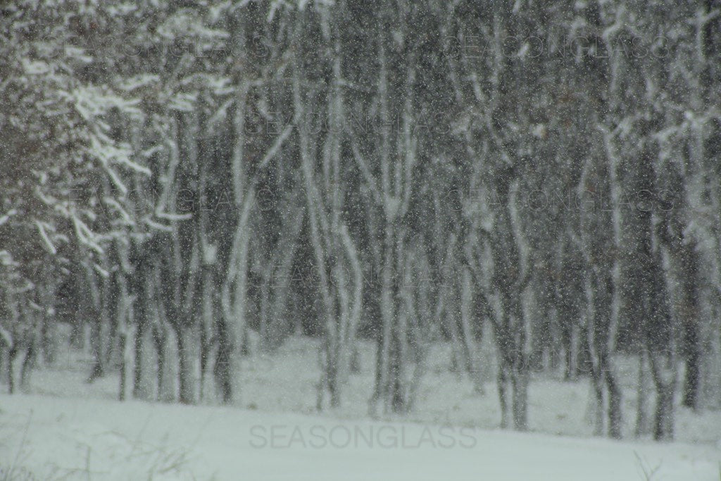 Maple Trees in Winter