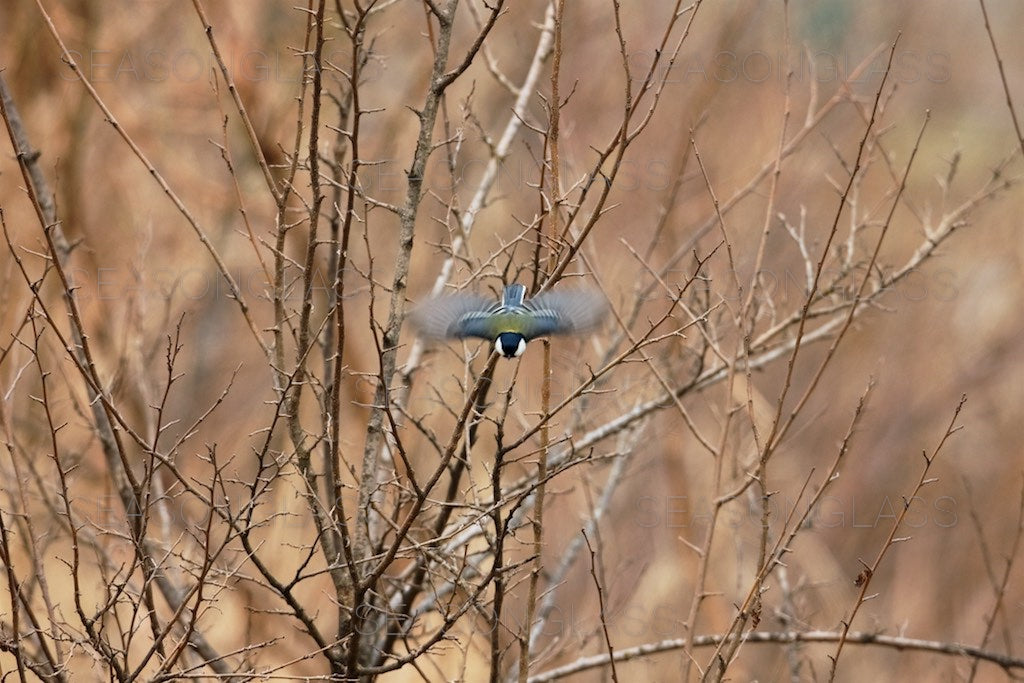 Great Tit