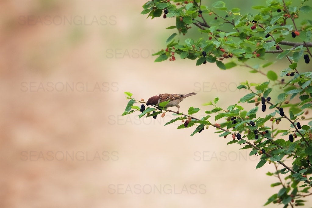 Tree Sparrow