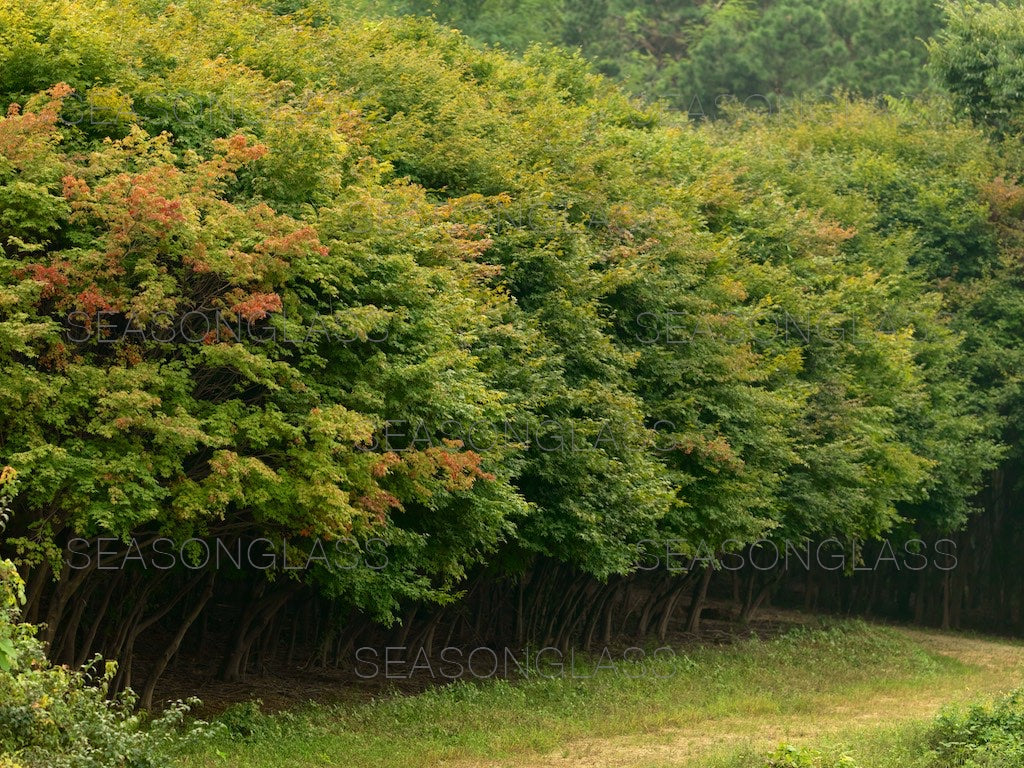 Maple Trees