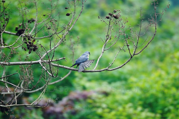 Chinese Sparrowhawk