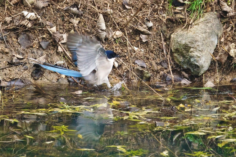 Azure-winged Magpie