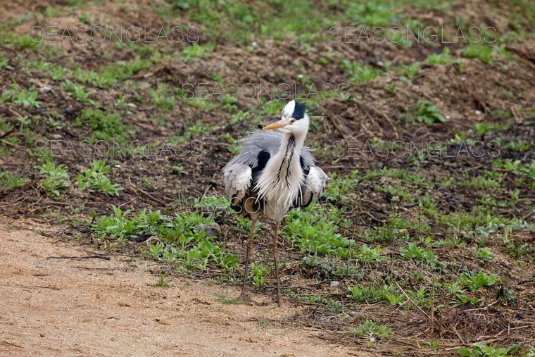 Grey Heron