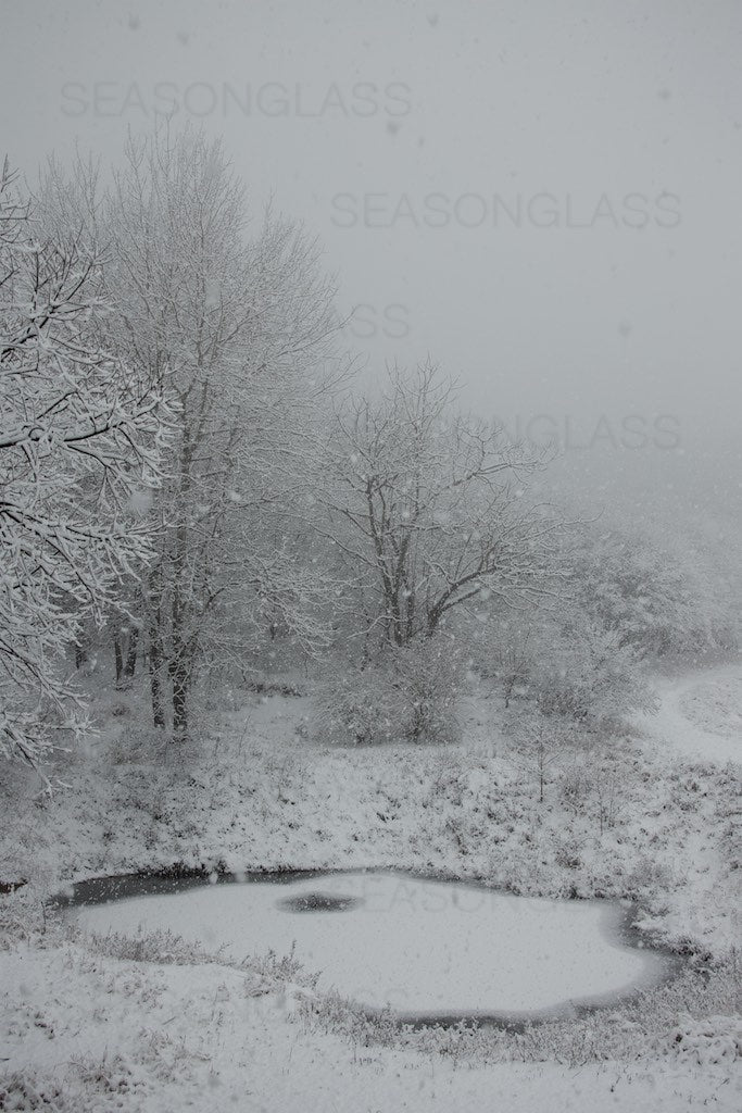 Woods in Winter