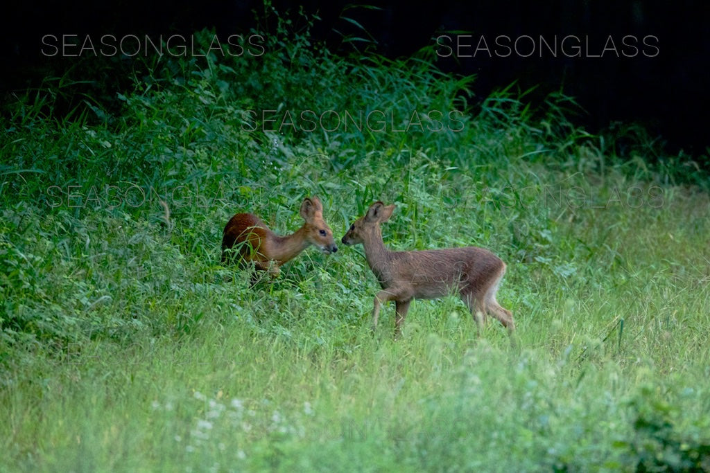 Water Deer