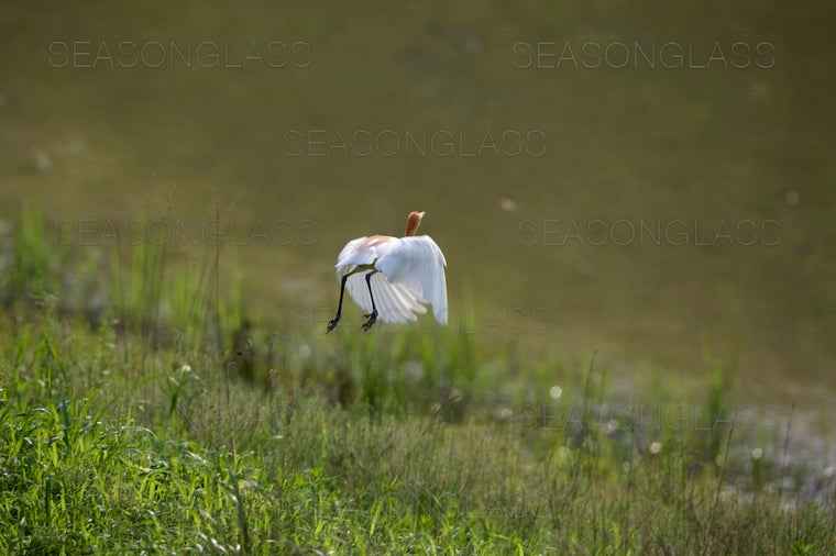 Cattle Egret