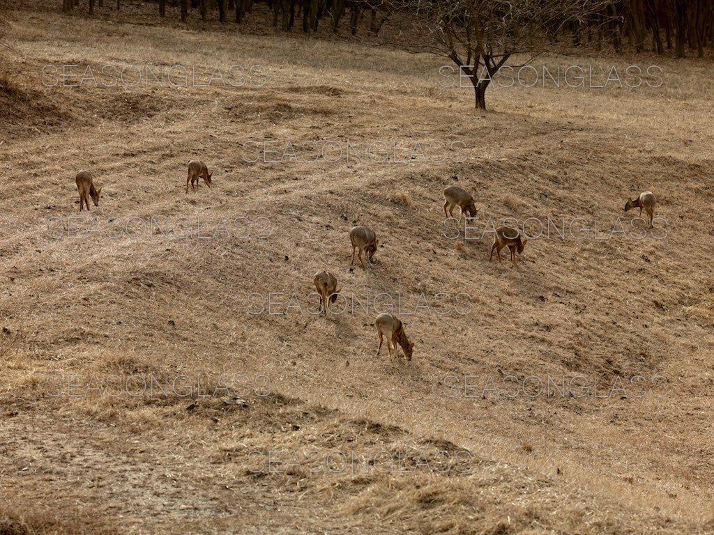 Water Deer