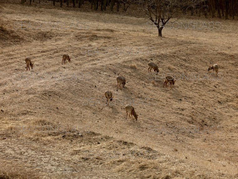 Water Deer