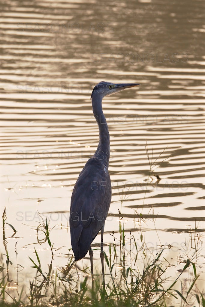 Grey Heron