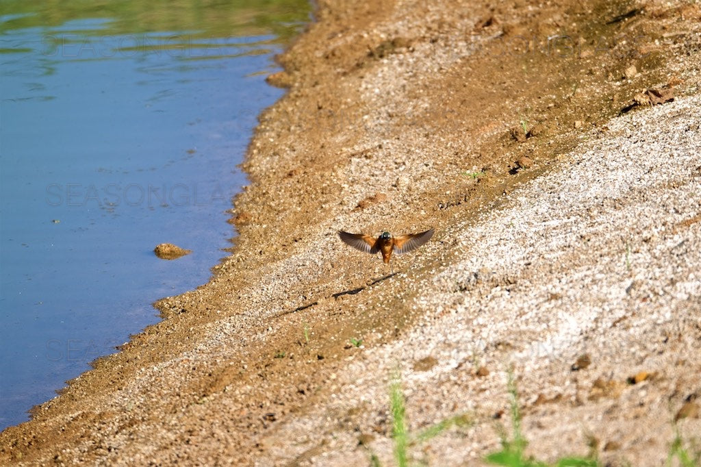 Common Kingfisher