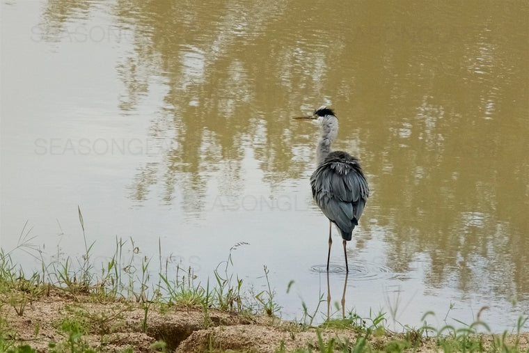 Grey Heron