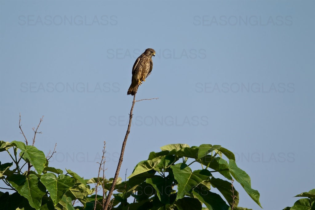 Eurasian Kestrel on Paulownia Tree