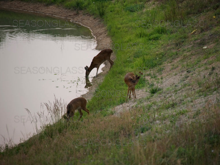 Water Deer